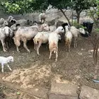 ضان حريات للبيع