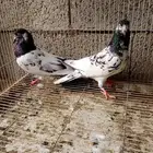 جوز باكستاني تيدي