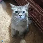 قط شيرازي نظيف واليف