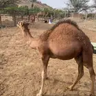 حاشي لباني على حليب أمه العنوان بني سعد