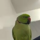 ببغاء دره للبيع أليف