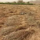 علف للبيع