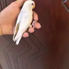 للبيع روز اثنين اليفات