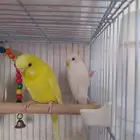 أنثى بادجى لاتينوا والبينوا