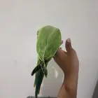 دره هندي