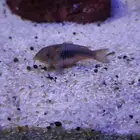 Tiger Barb and Corydora Fish for sale