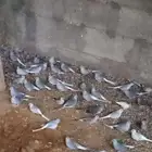 يَمام ماسي انتاج