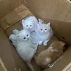 قطط شيرازية للبيع