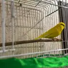 كناري مغرد