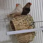 زيبرا