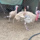 طقم دجاج رومي