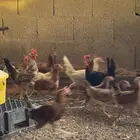 صوص بلدي العمر ثلاث شهور ونص