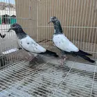 حمام باكستاني تيدي