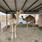 بكار حقايق 2 سيمت من 6600 ريال