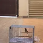 بلبل سوري ذكر للبيع