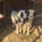 خرفان للبيع