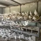 الطائف الحويه