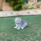 سكوتش فولد مطعمين (تمارا-تابي) متوفرة ولايوجد تبني