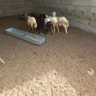 خمسه فران تربيه