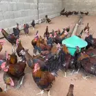 ديوك عربي