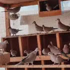 حظيرة عشه يمام النخيل قوقسي ابو طوق