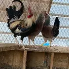 دجاج عربي طقم الخرج