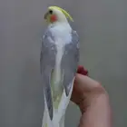 كروان مكتف اليف