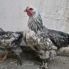 دجاج براهما