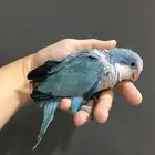 فرخ كويكر ازرق(تم البييع)