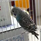 طيور الحب