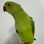 ببغاء درة هندي