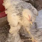 دجاج ابرهما كالمبي وحمام فرنسي بانتاجه