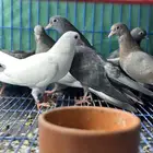 طبات صنعاوي سلالات طيبه