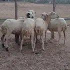 رخيل تربيه بلدي