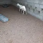 ثلاث ضان