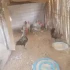 8 ديكه للبيع شحم