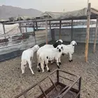 سواكن بيض جذعان سمان وطيبة 1050