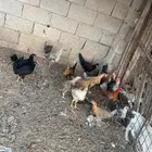 دجاج بلدي وفيومي