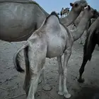 اثنين قعدان للبيع