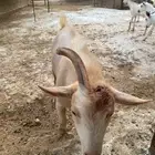 تيس قزمي