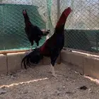 دجاج باكستاني سندي
