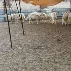 طليان حريه للبيع