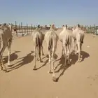 قعدان صومالية اوزان جبر للمناسبات و برابر و تيوس و سواكن