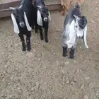 جفران توم للبيع
