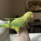 ببغاء دره هندي اليف