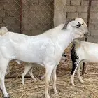 تيس فحل بيشي مشروط