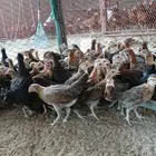 فروخ دجاج عربي