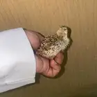 فرخ قطا نغاق