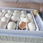 دجاج بلدي