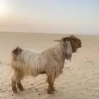 تيس للبيع